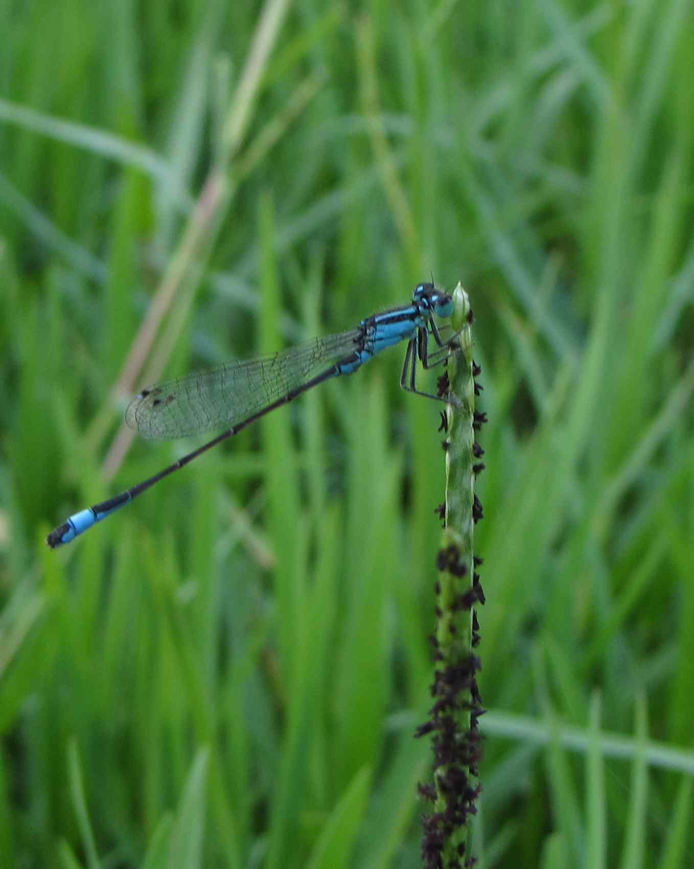 ischnura - Ischnura elegans (maschio)